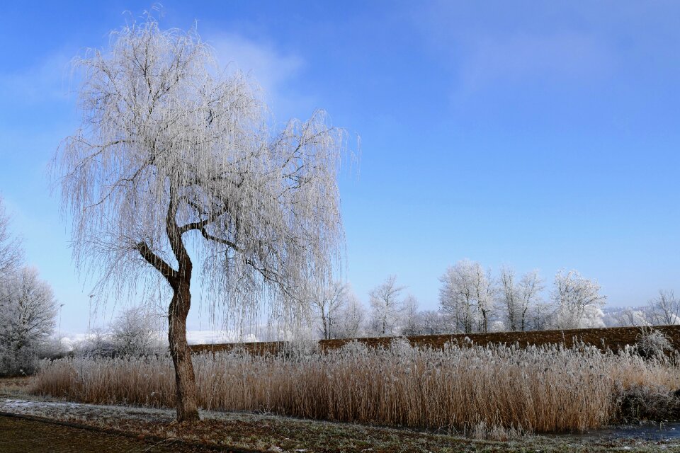Frost ripe landscape