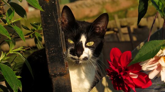 Nice domestic cat armenia
