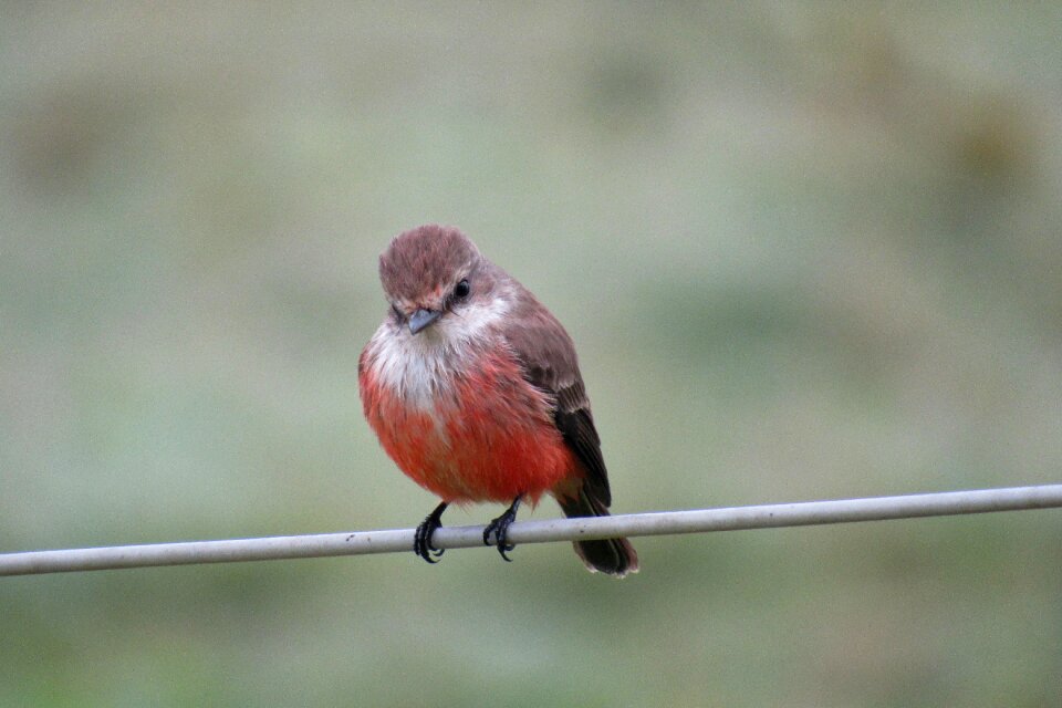 Wildlife outdoors colorful
