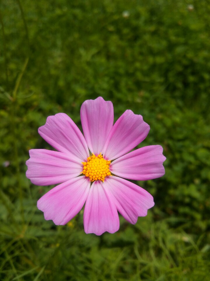 Plants vivid outdoors