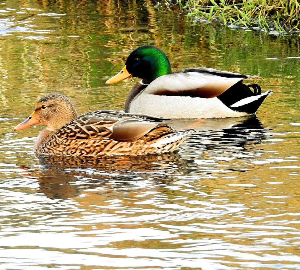 Ducks lake swimming