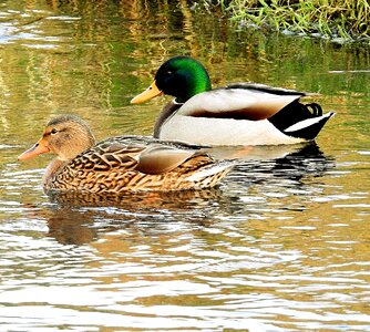 Ducks lake swimming photo