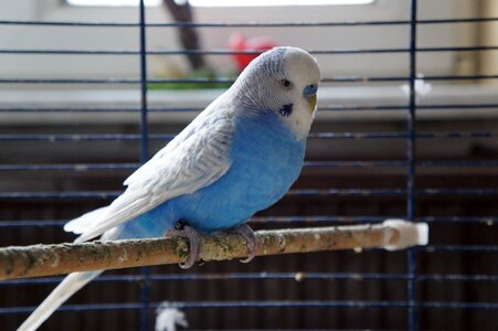 Budgie plumage blue photo