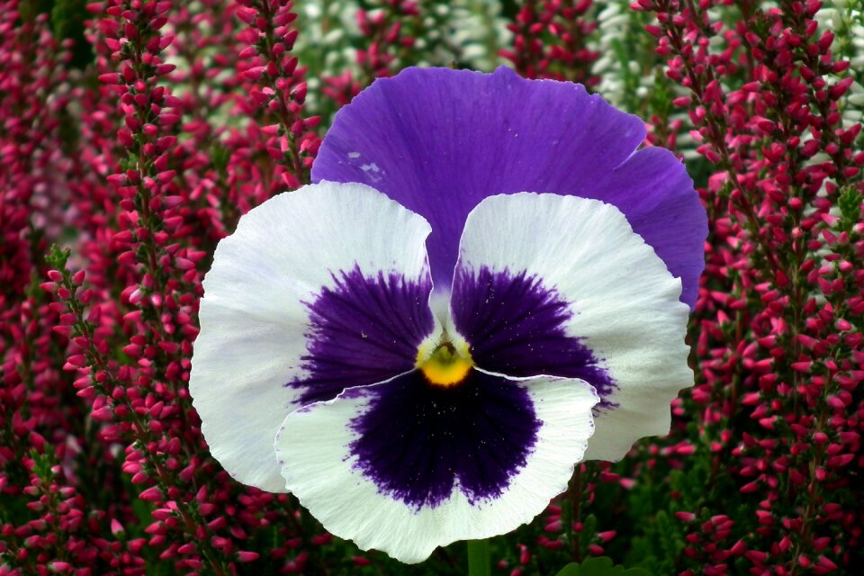 Plant nature closeup