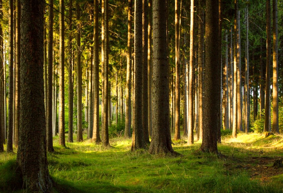 The vysočina region evening in the forest