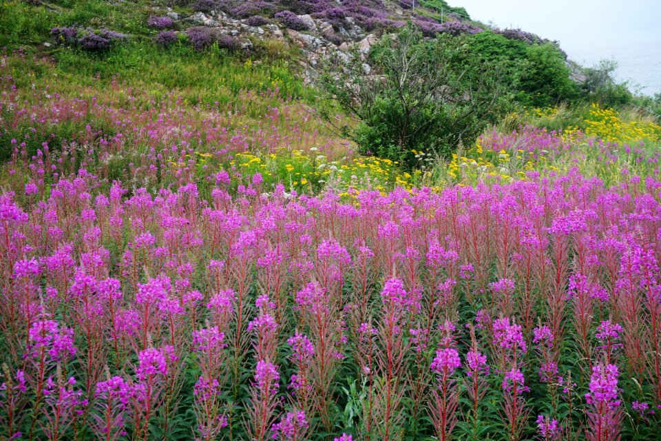 Summer nature park sweden