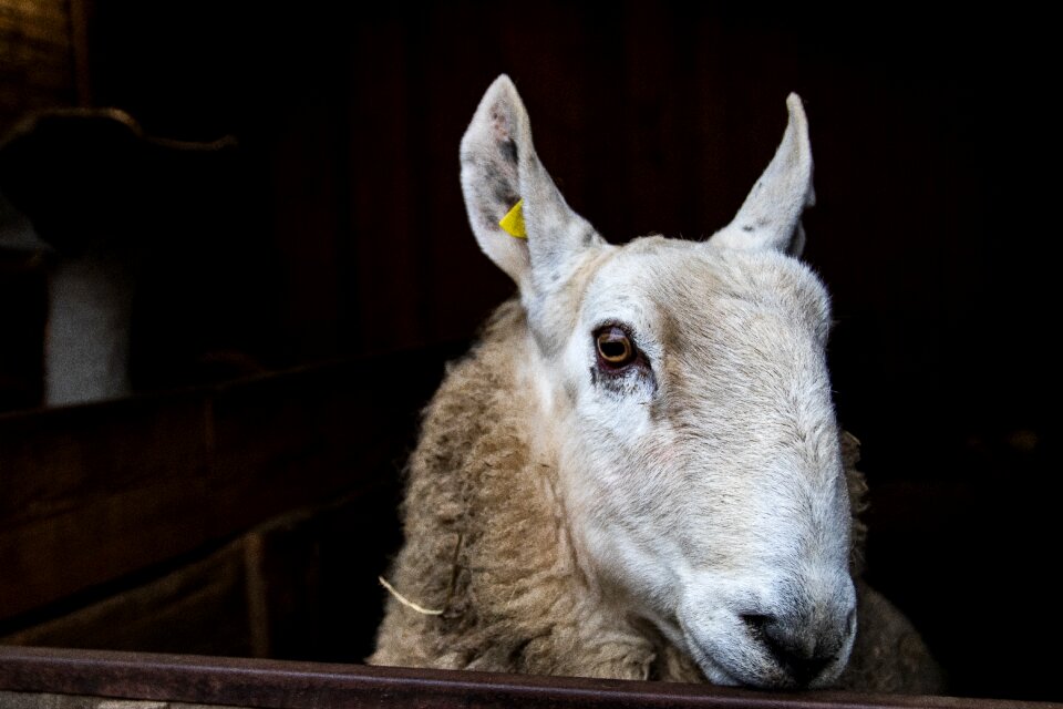 Wool livestock farm