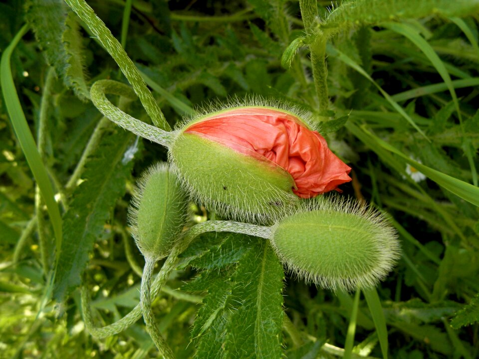 Flower nature slovakia