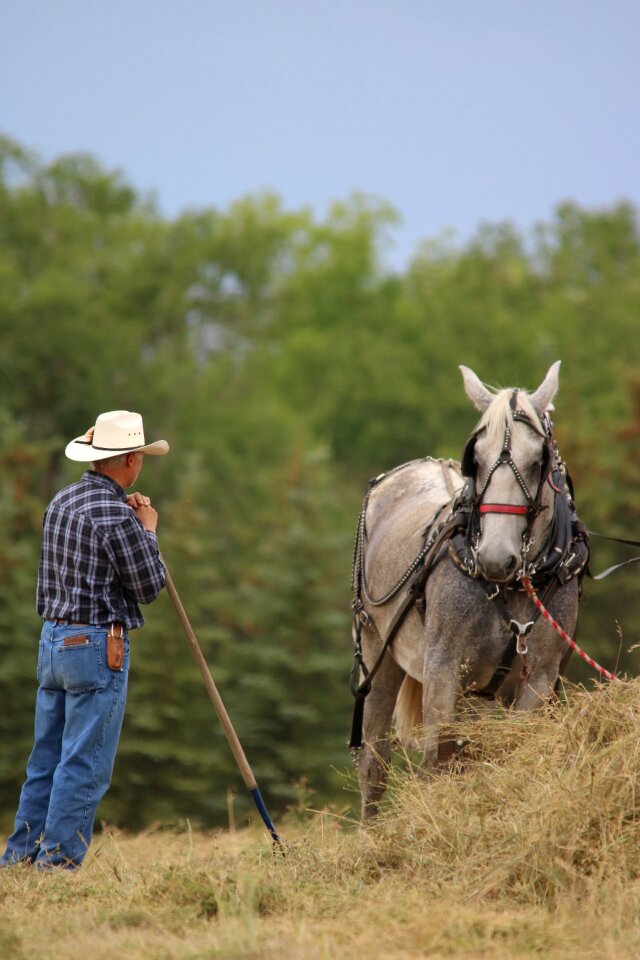 Hay draft team percheron