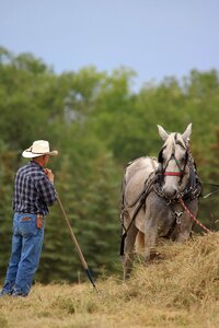 Hay draft team percheron photo