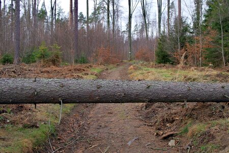 Landscape way forest photo