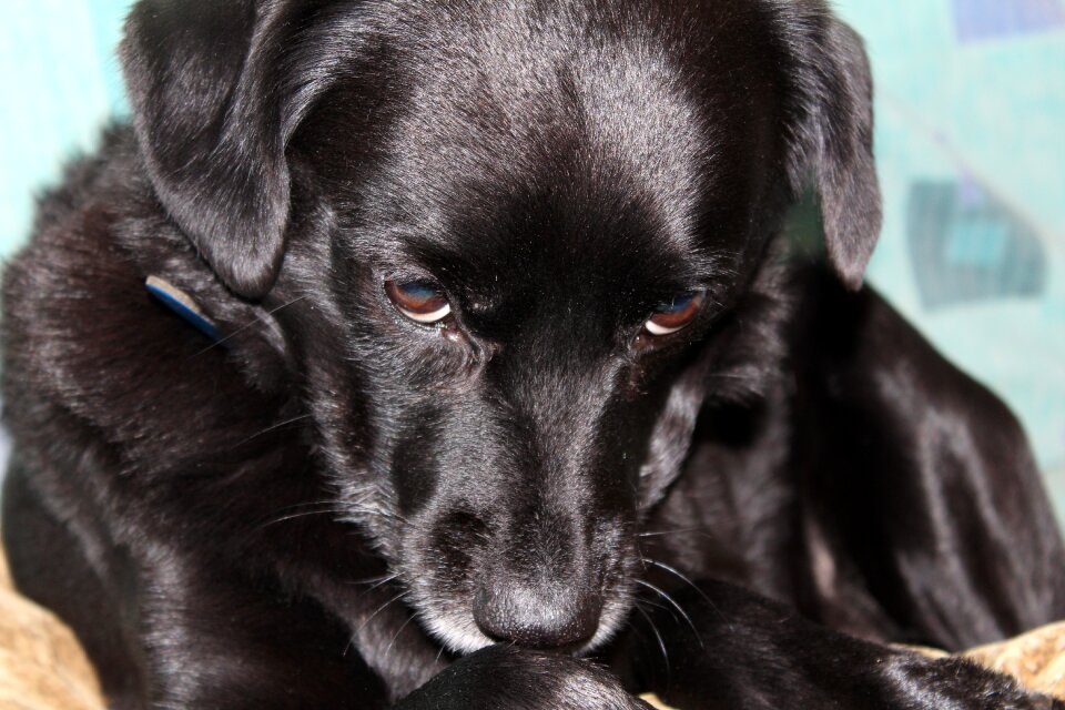 Portrait cute pet