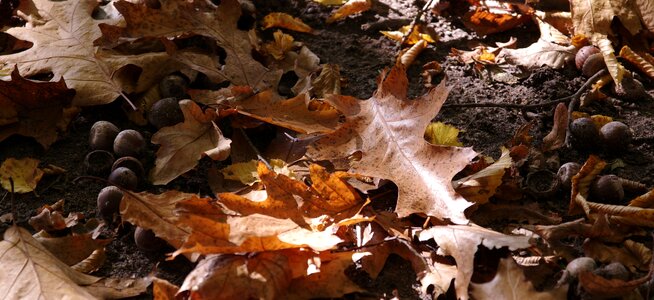 Wood season environment