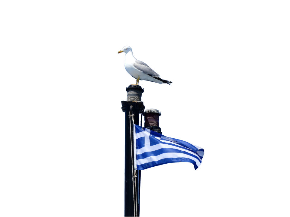 Travel seagull greece