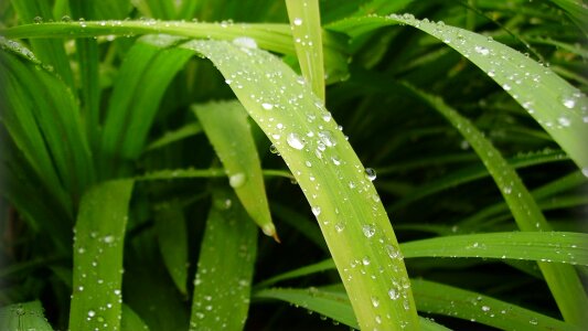 Nature pearl rain