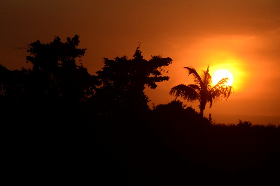 Silhouette sol tree