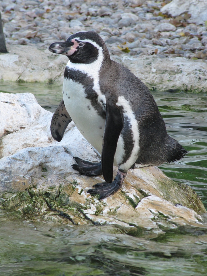 Animal world penguins animal