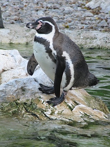 Animal world penguins animal