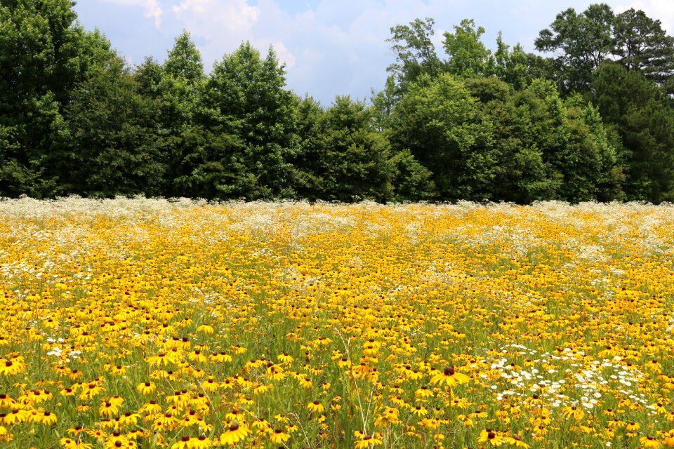 Field flower
