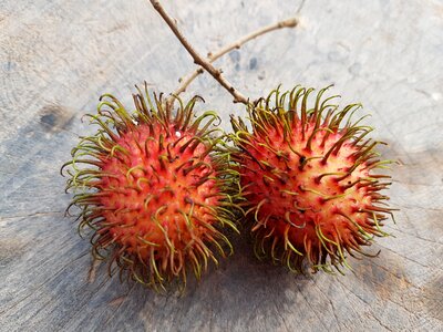 Nature exotic food