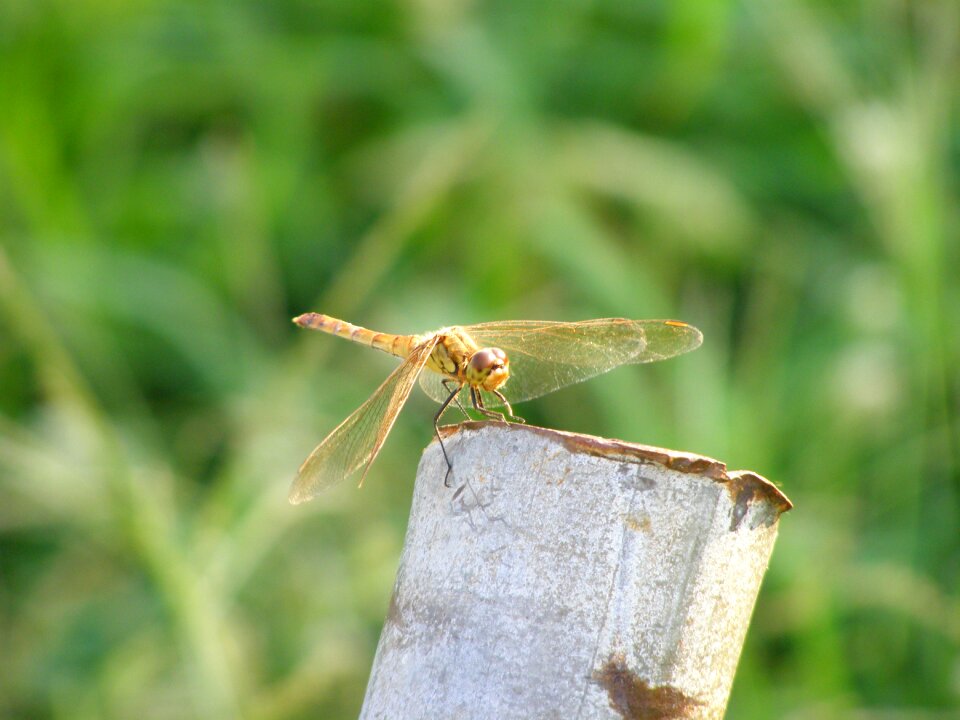 Dragonfly nature insects