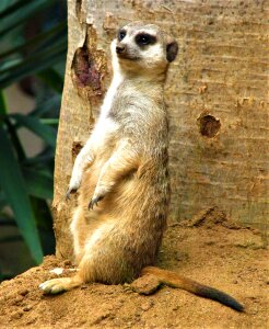 Wild animals mammals the animal kingdom