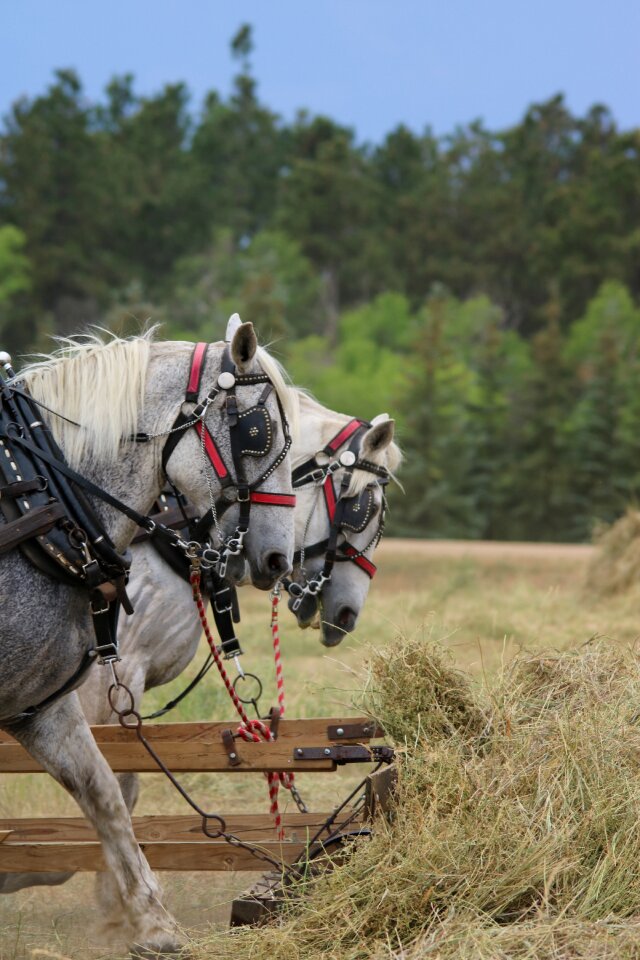 Farm grass horses