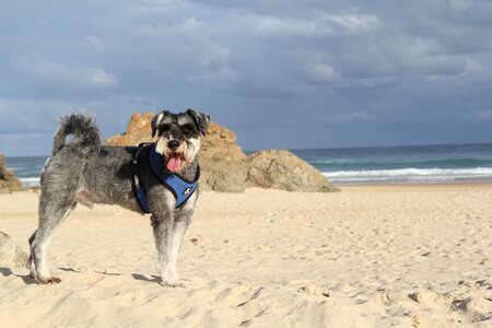 Water dog animal photo