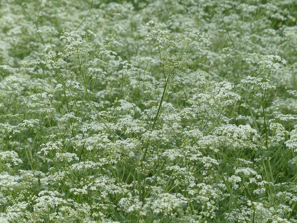White meadow wild temulum