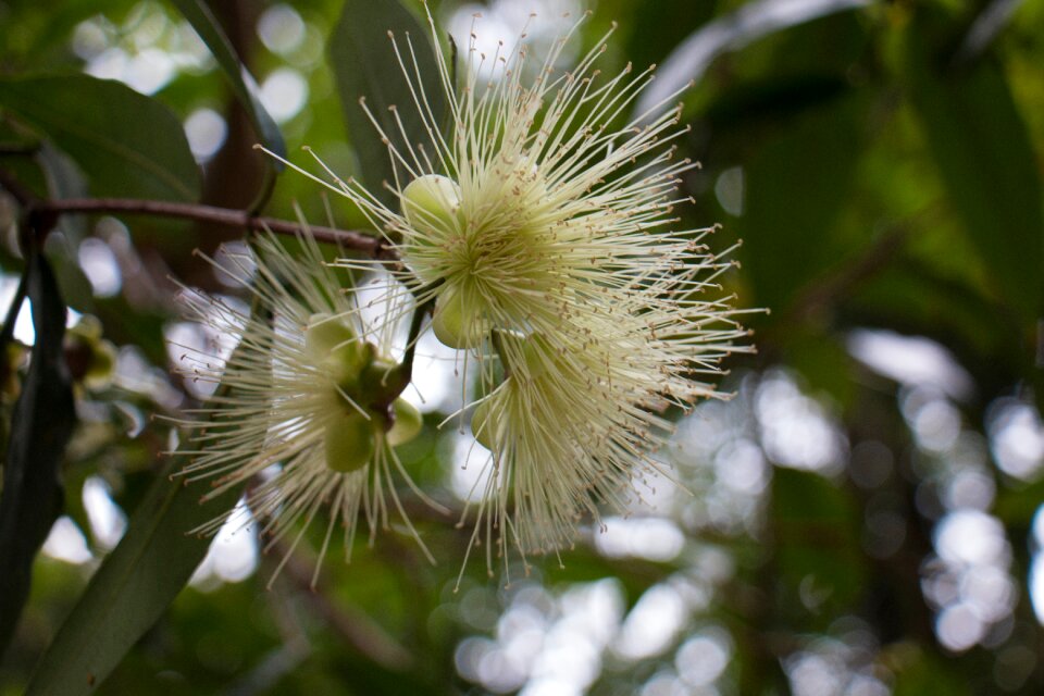 Leaf flower tropical