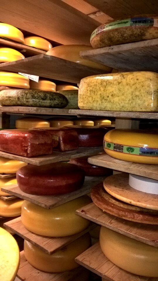 Agriculture cheese making netherlands