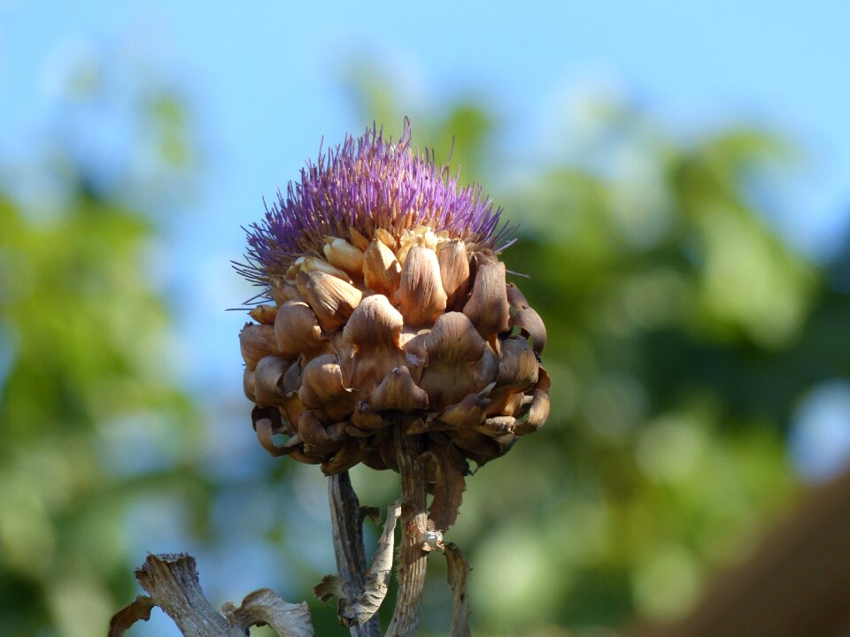 Leaf flower artichoke
