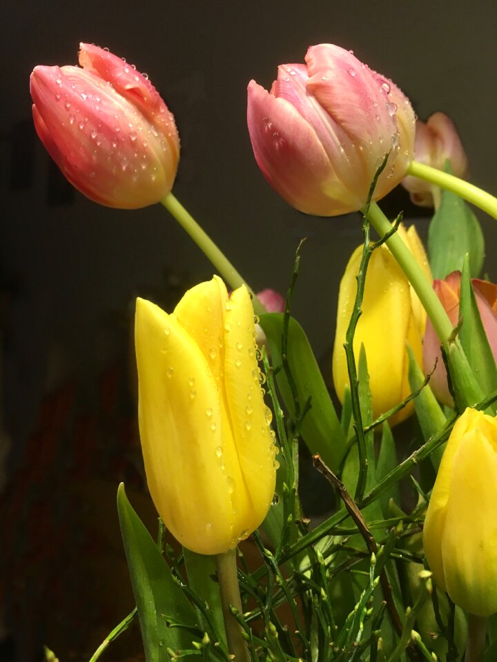 Tulips spring colorful