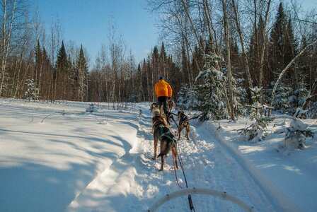 Snow sled dogs sled photo