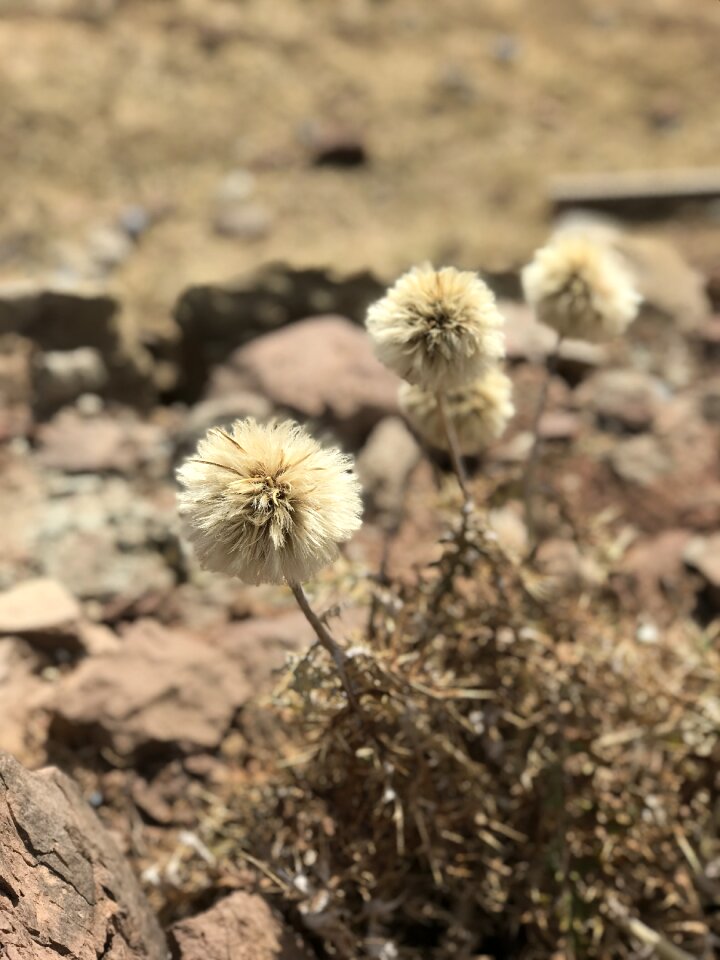 Dry flora