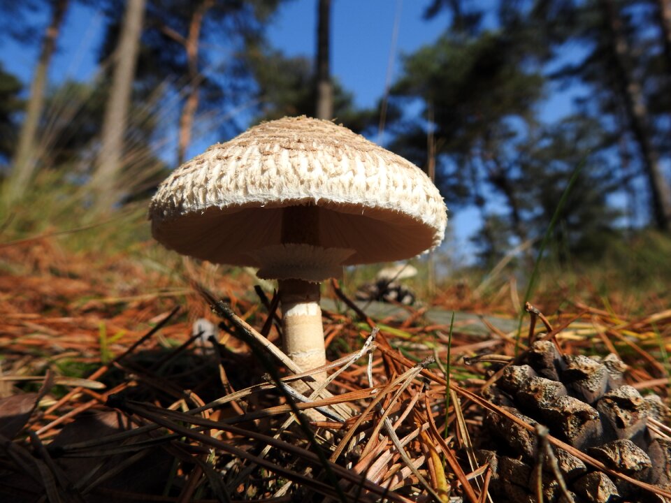 Nature autumn wood