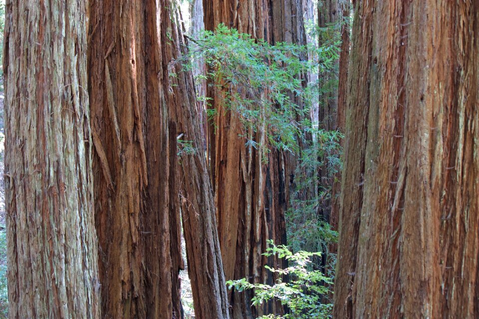 Redwood sequoia photo