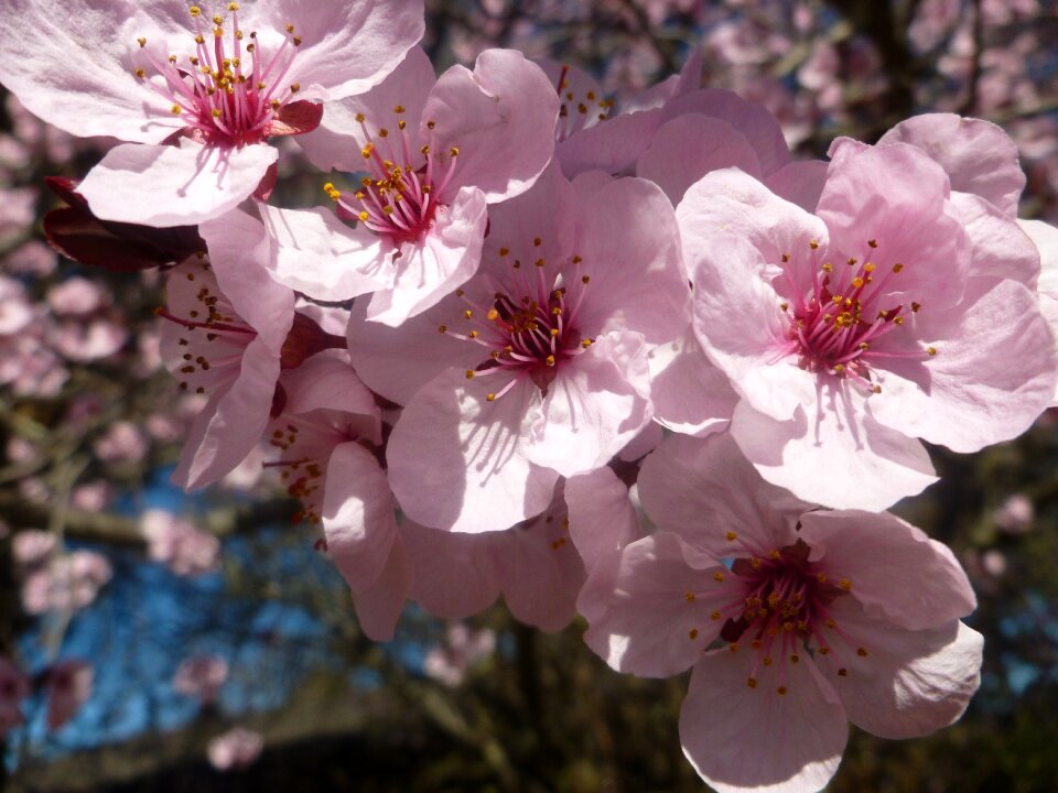 Cherry branch petal