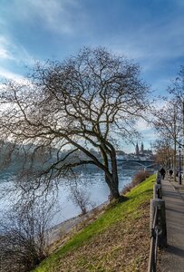 Rhine river river tree photo