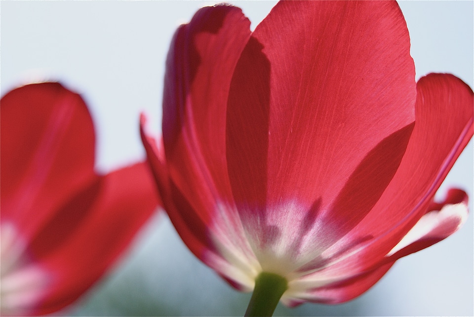 Petals macro close up
