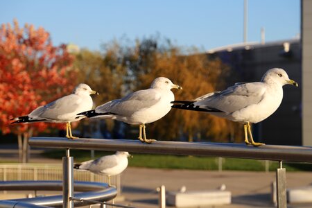 Nature seagull animal world