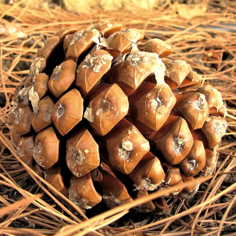 Brown pine cone spain