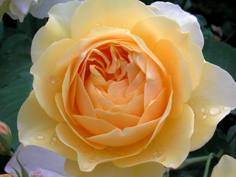 Romance love floral