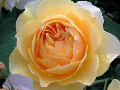 Romance love floral