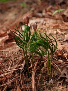 Plants pinus koraiensis pine tree