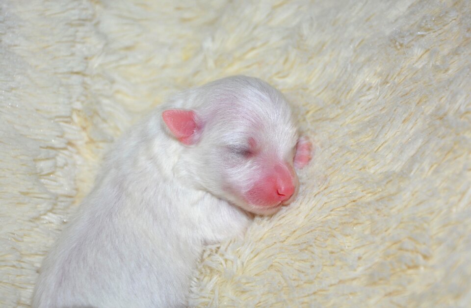 New born cute baby puppy