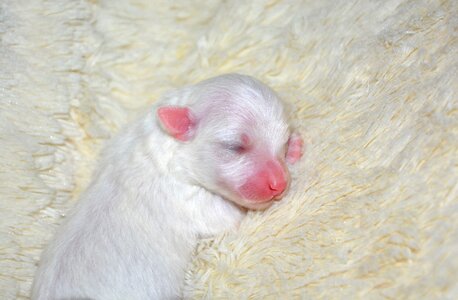 New born cute baby puppy photo