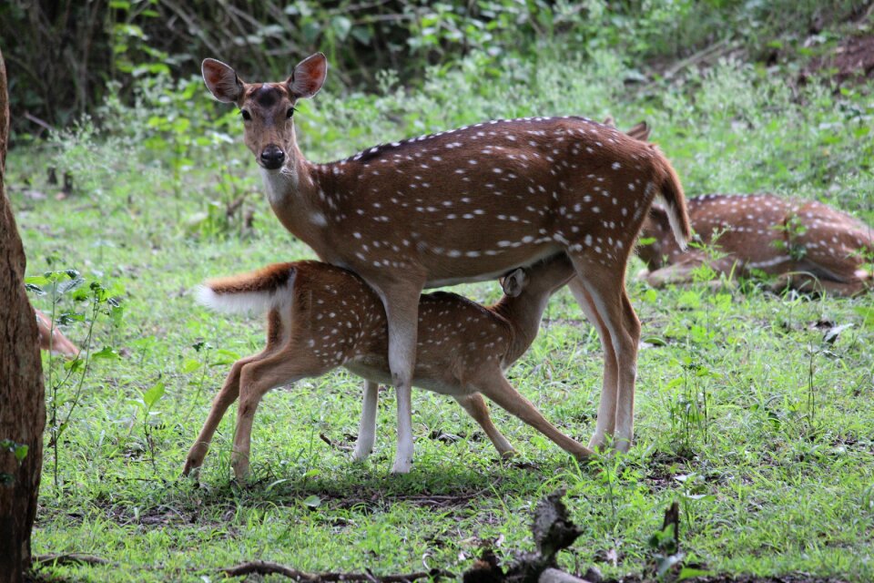 Nature wood animal
