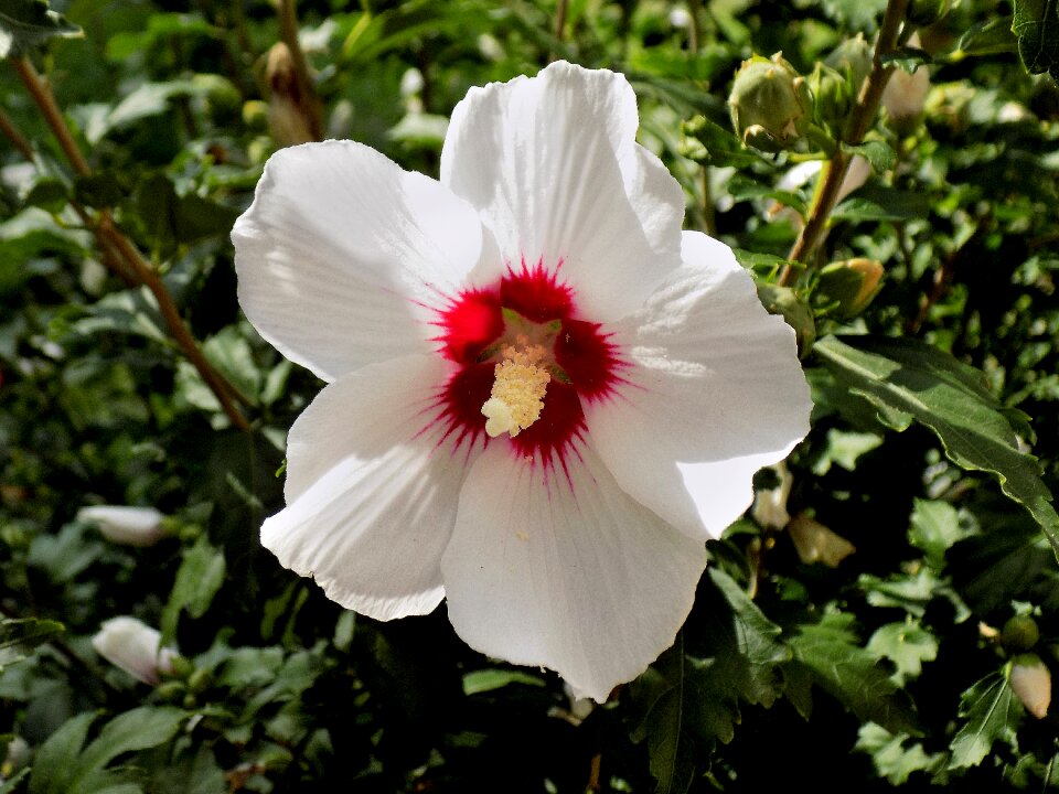 White plant nature