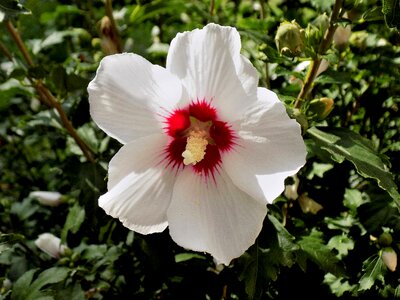 White plant nature